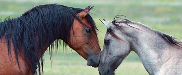 Спаривание осла с женщиной. Случка лошадей, как происходит осеменение лошадей. Ручной метод случки