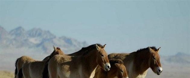 Интересные факты о лошадях пржевальского. Лошадь пржевальского из красной книги Чем лошадь пржевальского отличается от обычной