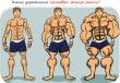 Упражнения для набора мышечной массы