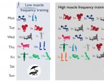 Короткие и редкие тренировки: почему они эффективны и кому подходят Оптимальная частота на сушке