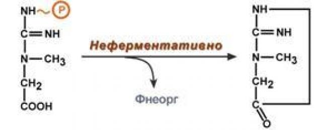 Что такое креатинфосфат. Частные пути обмена аминокислот. Процесс реакции гликолиза