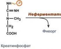 Частные пути обмена аминокислот